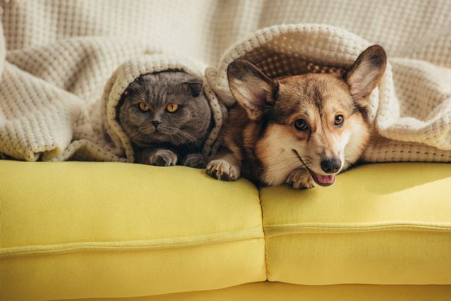 Como adaptar os pets  casa nova?