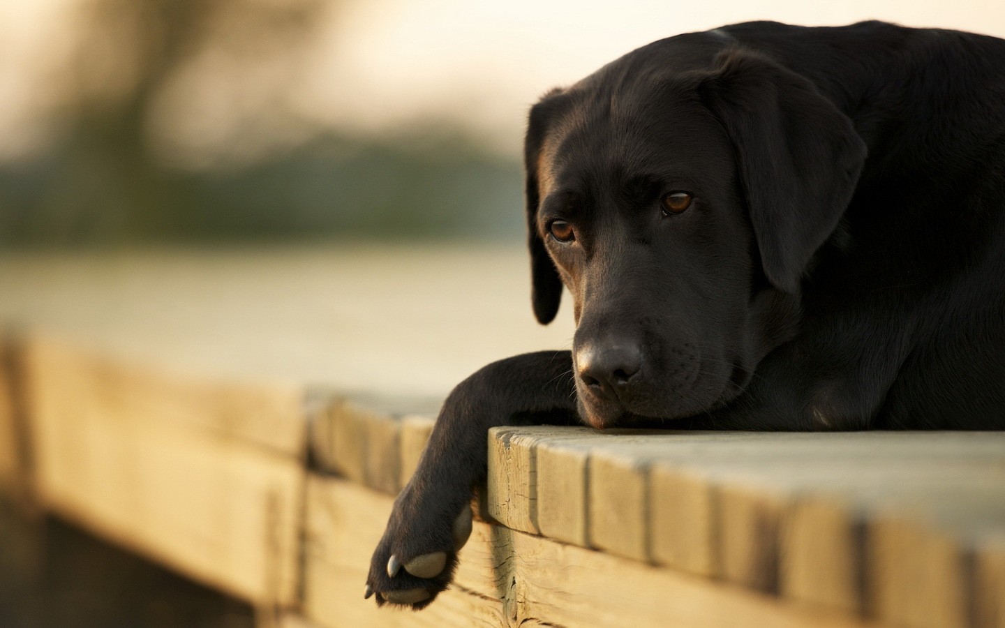 OS CACHORROS SENTEM FALTA DOS DONOS QUANDO ELES SAEM?